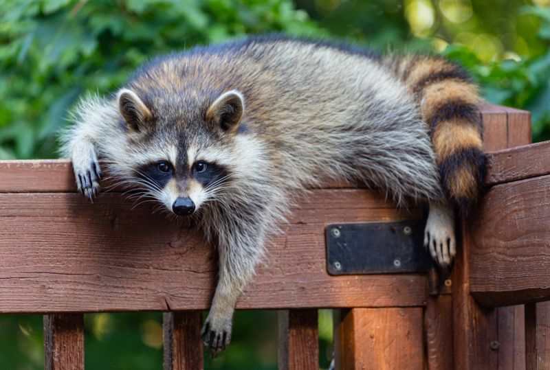 Common Entry Points Raccoons Use To Access Buildings