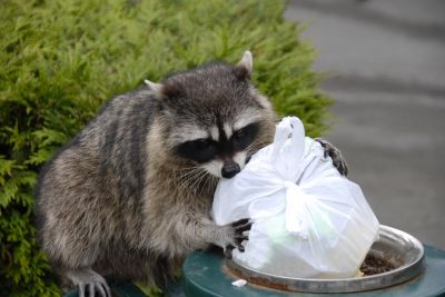 Racoon Removal detail