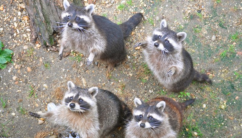 Racoon Removal detail