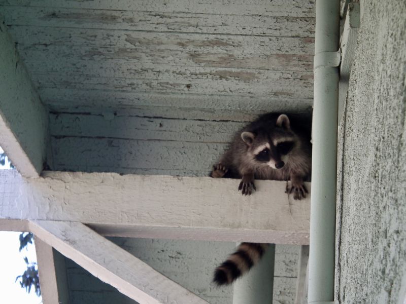 Racoon Removal detail