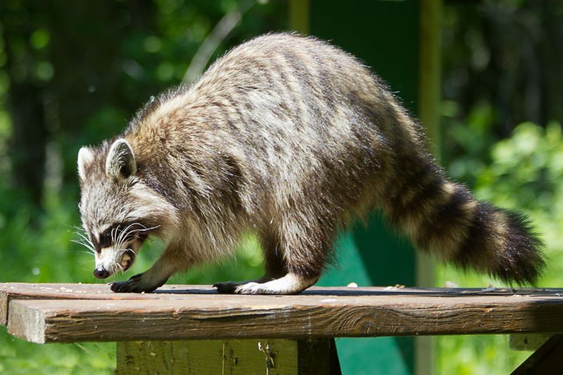 Racoon Removal detail