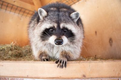 Preventing Raccoon Damage To Roofs, Attics, And Siding