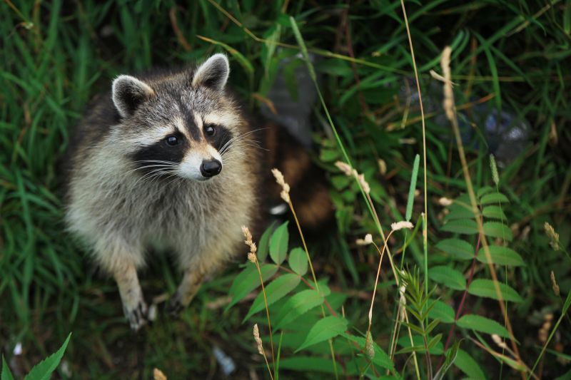 Racoon Removal