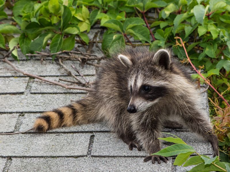 Seasonal Racoon Activity And When Removal Is Most Effective